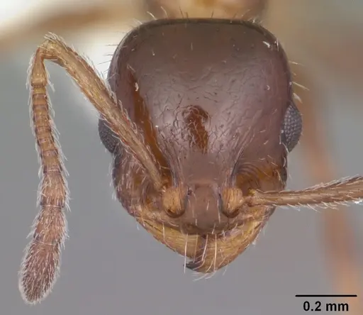 Temnothorax pergandei specimen CASENT0104016 image casent0104016_2