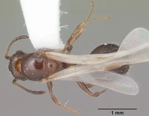 Temnothorax pergandei specimen CASENT0104017 image casent0104017_1