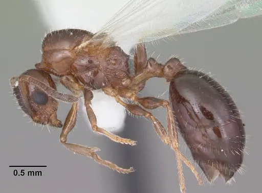 Temnothorax pergandei specimen CASENT0104017 image casent0104017_3