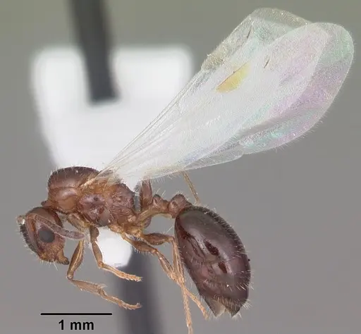 Temnothorax pergandei specimen CASENT0104017 image casent0104017_4
