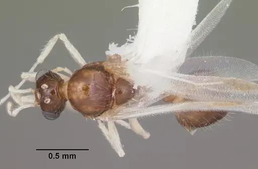 Temnothorax pergandei specimen CASENT0104020 image casent0104020_1