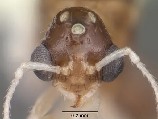 Temnothorax pergandei specimen CASENT0104020 image casent0104020_2