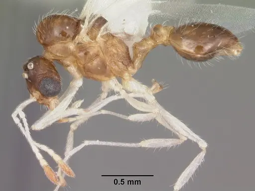 Temnothorax pergandei specimen CASENT0104020 image casent0104020_3