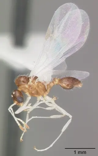 Temnothorax pergandei specimen CASENT0104020 image casent0104020_4
