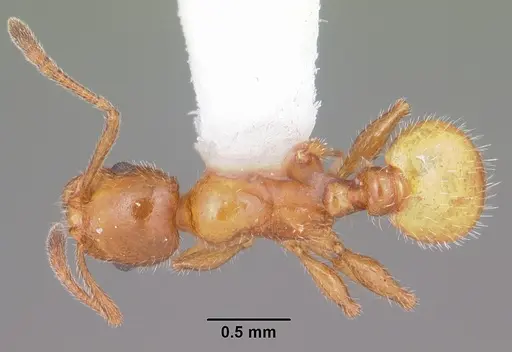 Temnothorax pergandei specimen CASENT0104027 image casent0104027_1
