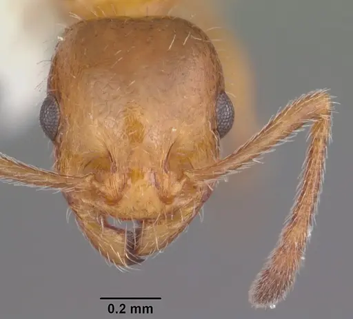 Temnothorax pergandei specimen CASENT0104027 image casent0104027_2