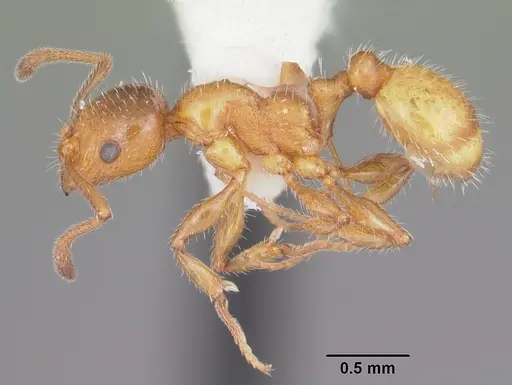 Temnothorax pergandei specimen CASENT0104027 image casent0104027_3