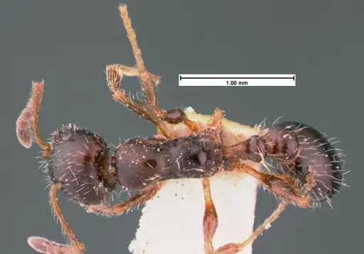 Temnothorax pergandei specimen CASENT0105541 image casent0105541_1