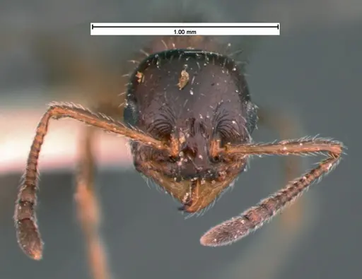 Temnothorax pergandei specimen CASENT0105541 image casent0105541_2