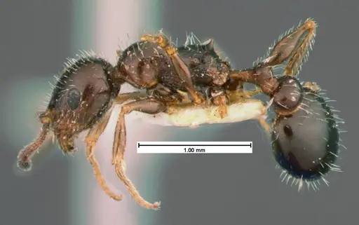 Temnothorax pergandei specimen CASENT0105541 image casent0105541_3