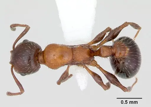 Temnothorax pergandei specimen CASENT0172989 image casent0172989_1