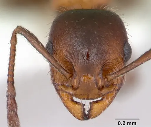 Temnothorax pergandei specimen CASENT0172989 image casent0172989_2