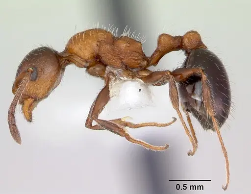 Temnothorax pergandei specimen CASENT0172989 image casent0172989_3