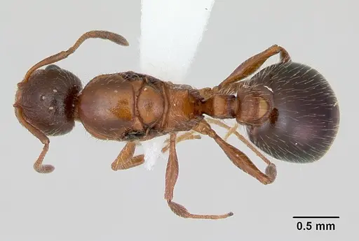 Temnothorax pergandei specimen CASENT0172990 image casent0172990_1