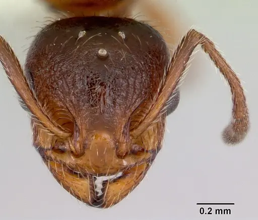 Temnothorax pergandei specimen CASENT0172990 image casent0172990_2