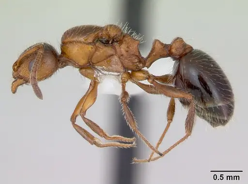 Temnothorax pergandei specimen CASENT0172990 image casent0172990_3