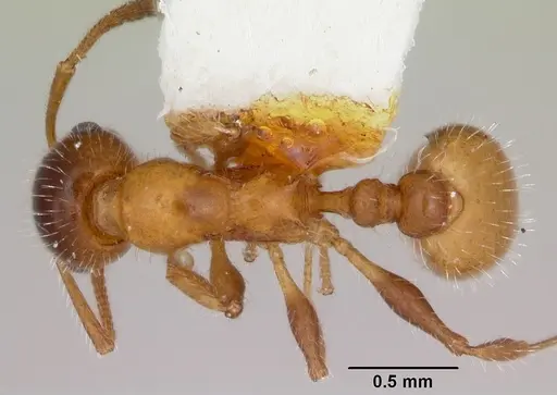 Temnothorax pergandei specimen CASENT0172991 image casent0172991_1