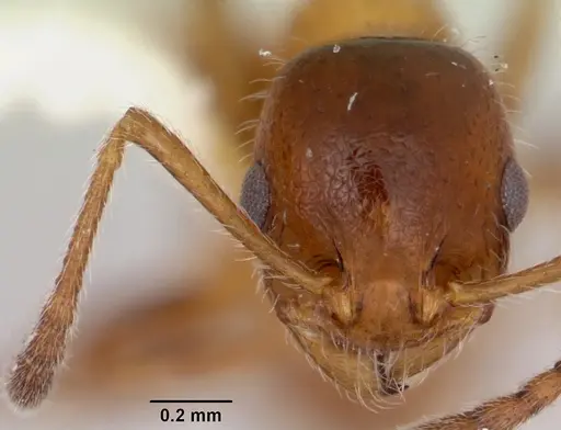 Temnothorax pergandei specimen CASENT0172991 image casent0172991_2