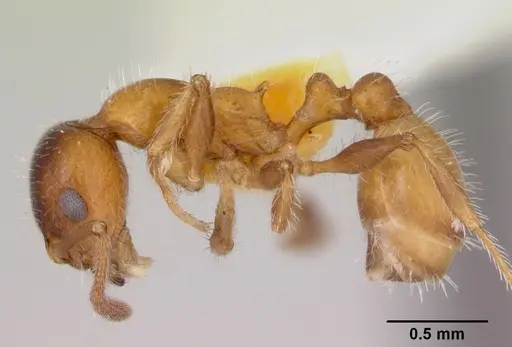 Temnothorax pergandei specimen CASENT0172991 image casent0172991_3
