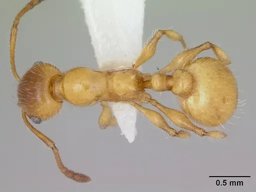 Temnothorax pergandei specimen CASENT0172992 image casent0172992_1