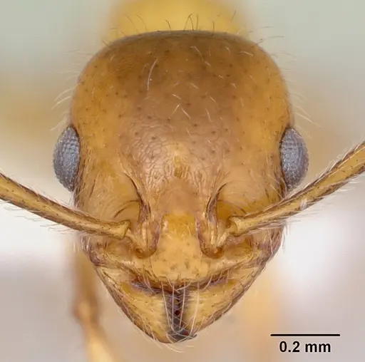 Temnothorax pergandei specimen CASENT0172992 image casent0172992_2