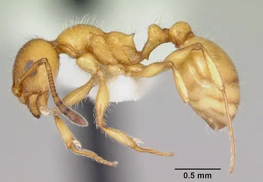 Temnothorax pergandei specimen CASENT0172992 image casent0172992_3