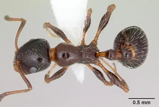 Temnothorax pergandei specimen CASENT0172993 image casent0172993_1