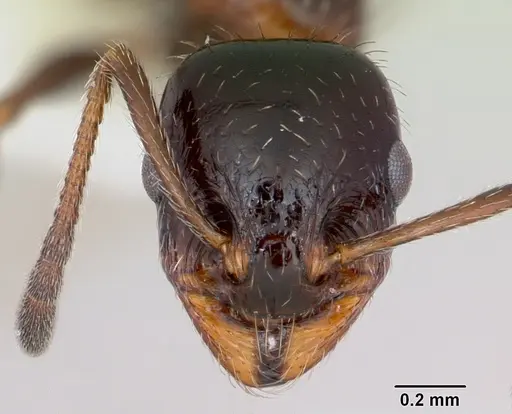 Temnothorax pergandei specimen CASENT0172993 image casent0172993_2