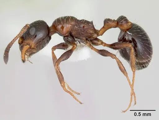 Temnothorax pergandei specimen CASENT0172993 image casent0172993_3