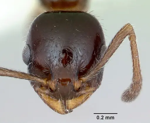 Temnothorax pergandei specimen CASENT0172994 image casent0172994_2