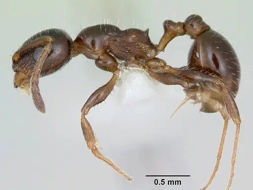 Temnothorax pergandei specimen CASENT0172994 image casent0172994_3