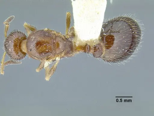Temnothorax pergandei specimen CASENT0758229 image casent0758229_1