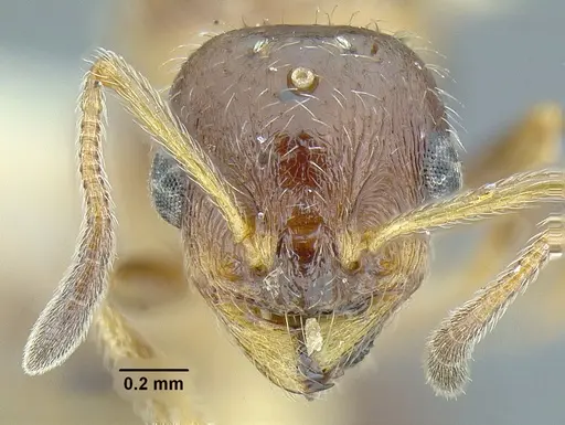 Temnothorax pergandei specimen CASENT0758229 image casent0758229_3