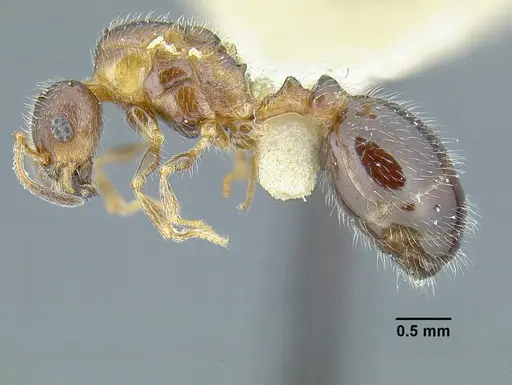 Temnothorax pergandei specimen CASENT0758229 image casent0758229_5