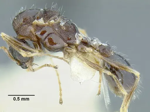 Temnothorax pergandei specimen CASENT0758229 image casent0758229_6