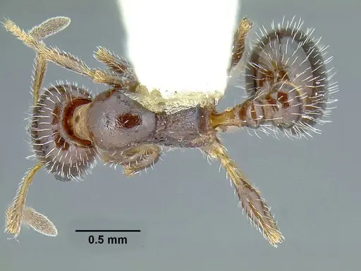 Temnothorax pergandei specimen CASENT0758291 image casent0758291_1