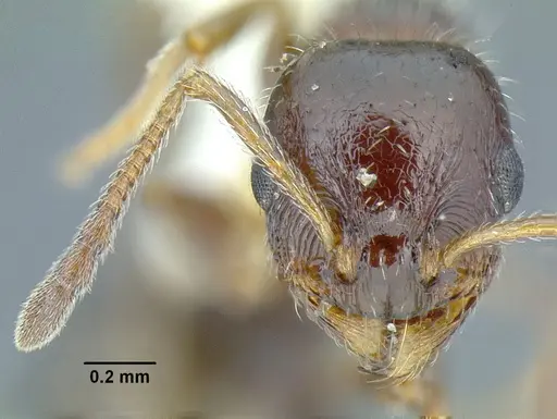 Temnothorax pergandei specimen CASENT0758291 image casent0758291_2