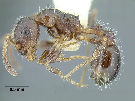Temnothorax pergandei specimen CASENT0758291 image casent0758291_3