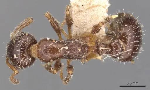 Temnothorax pergandei specimen CASENT0904767 image casent0904767_1
