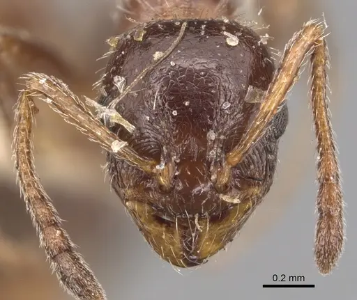 Temnothorax pergandei specimen CASENT0904767 image casent0904767_2