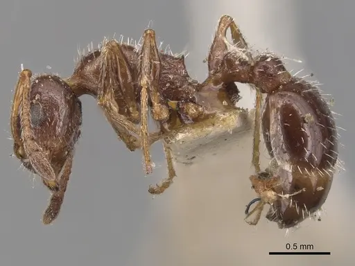 Temnothorax pergandei specimen CASENT0904767 image casent0904767_3