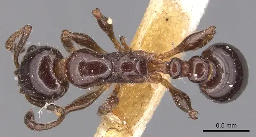 Temnothorax pergandei specimen CASENT0904768 image casent0904768_1