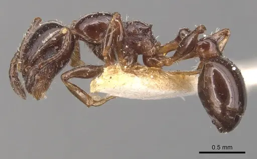 Temnothorax pergandei specimen CASENT0904768 image casent0904768_3