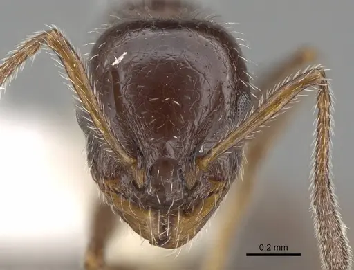 Temnothorax pergandei specimen CASENT0915983 image casent0915983_2