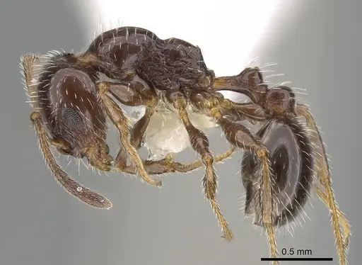 Temnothorax pergandei specimen CASENT0915983 image casent0915983_3