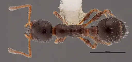 Temnothorax pergandei specimen FMNHINS0000088653 image fmnhins0000088653_1
