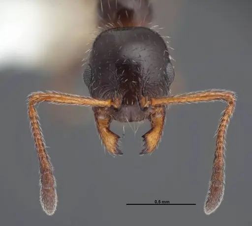 Temnothorax pergandei specimen FMNHINS0000088653 image fmnhins0000088653_2