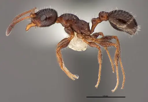 Temnothorax pergandei specimen FMNHINS0000088653 image fmnhins0000088653_3