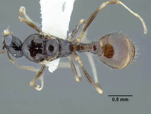 Temnothorax pergandei specimen MCZENT00583595 image mczent00583595_1