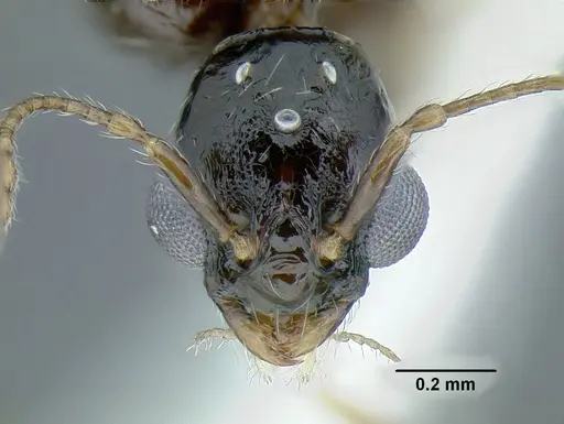 Temnothorax pergandei specimen MCZENT00583595 image mczent00583595_3